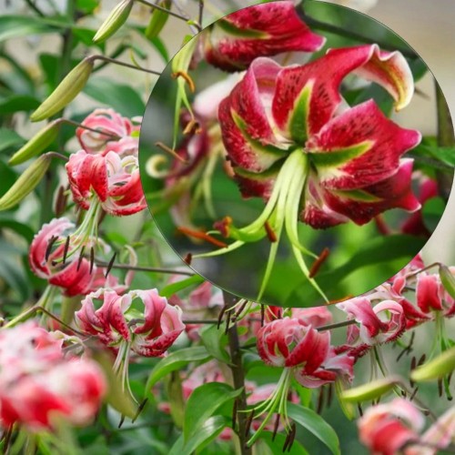Lilium oriental 'Black Beauty' - Orientaalliilia 'Black Beauty' P11/0,75L